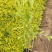 金叶莸观花观叶囍光地被植物园林景观耐寒耐旱