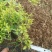 金叶莸观花观叶囍光地被植物园林景观耐寒耐旱