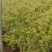 金叶莸观花观叶囍光地被植物园林景观耐寒耐旱