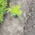 金叶莸观花观叶囍光地被植物园林景观耐寒耐旱