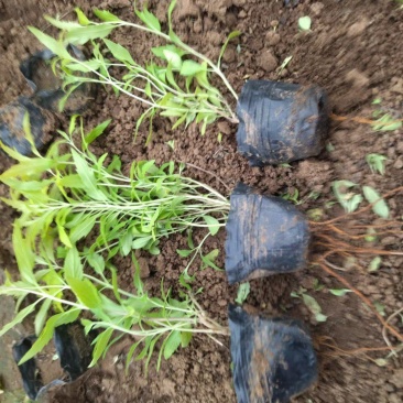 金叶莸观花观叶囍光地被植物园林景观耐寒耐旱
