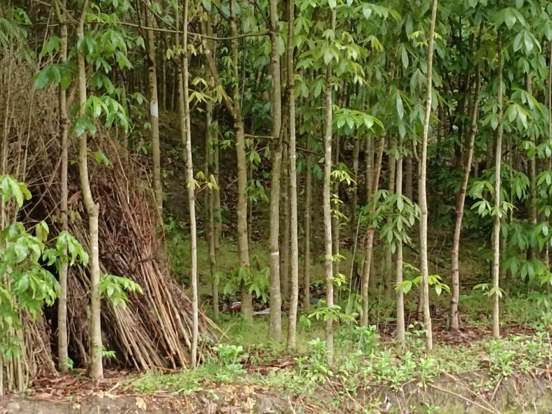 七叶树