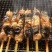 冷冻鳗鱼串150克1包