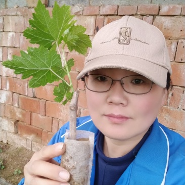 早巨峰，辽峰，巨峰等各品种营养杯青苗(基地直发)
