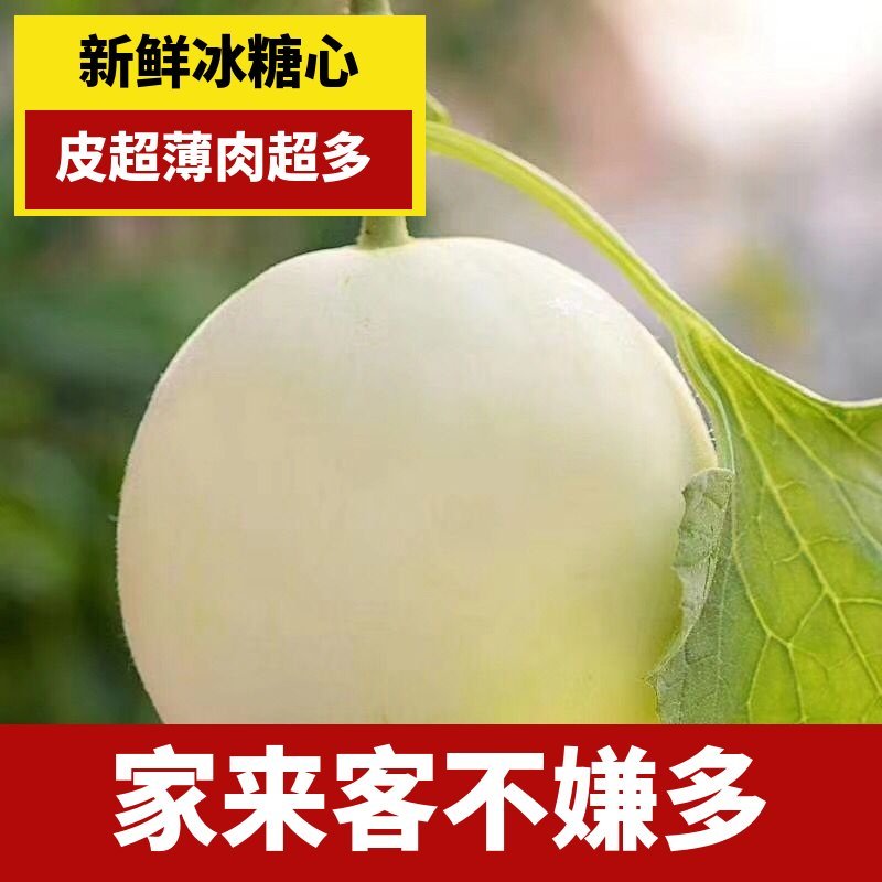 甜瓜