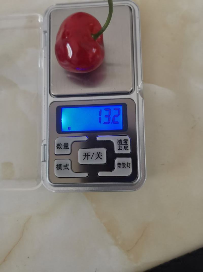 早大果樱桃熟了，我们这里面积大，品种多，欢迎客商们采购