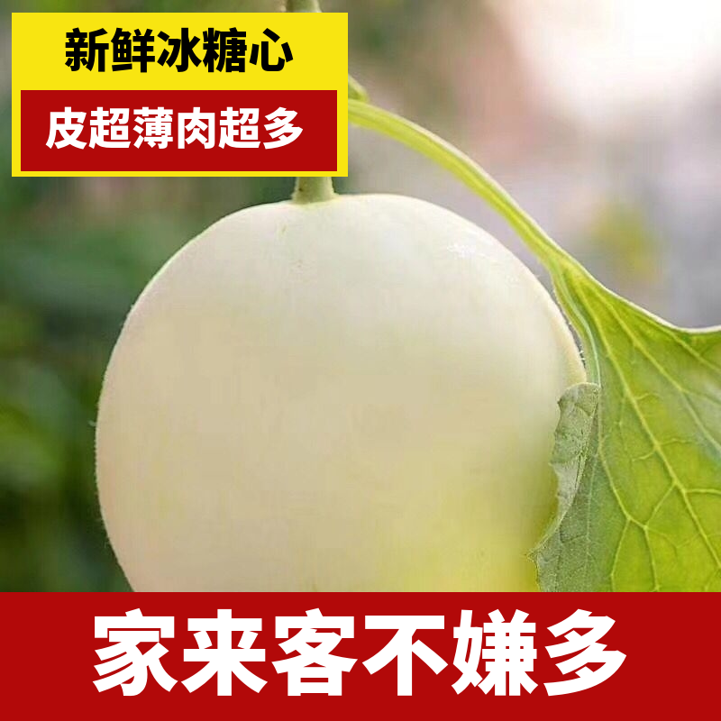 甜瓜