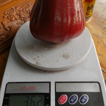 海南黑金刚莲雾，果树直采，果园多，长期有稳定货源供货