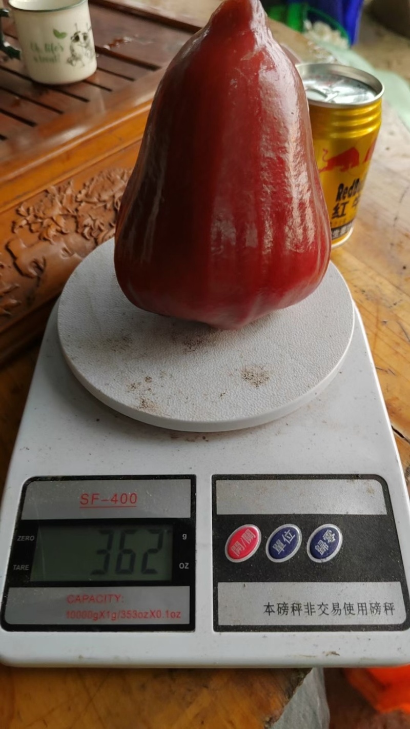 海南黑金刚莲雾，果树直采，果园多，长期有稳定货源供货