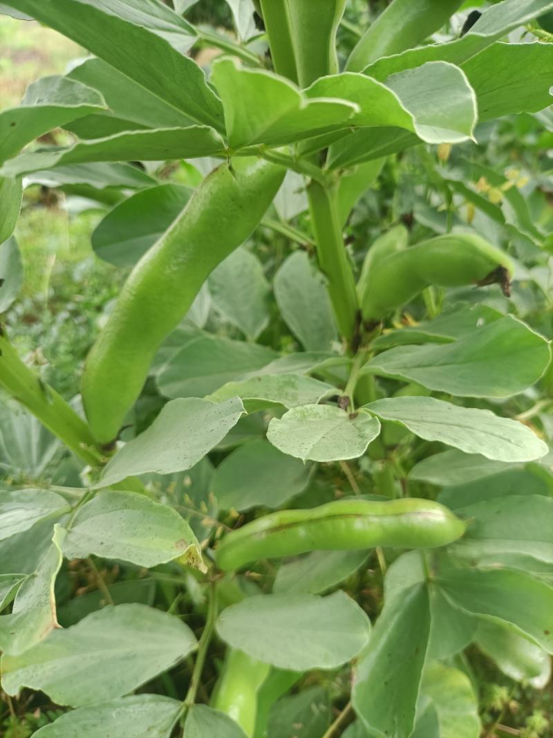 蝅豆