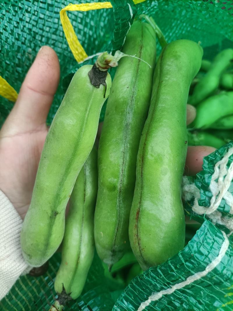 蝅豆