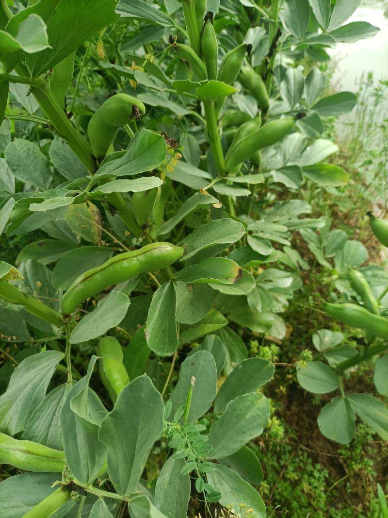 蝅豆