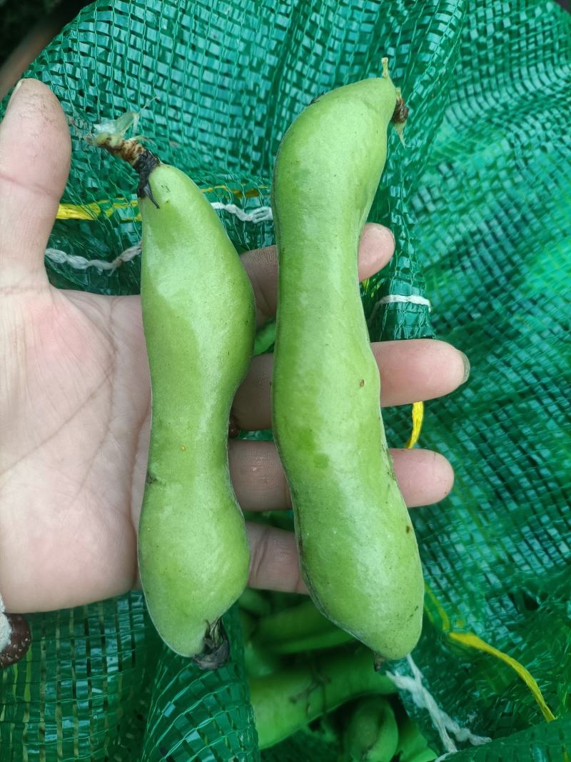 蝅豆