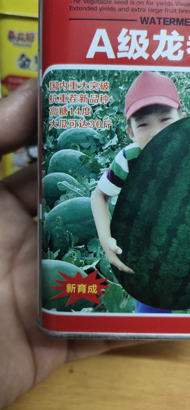 龙卷风西瓜种子，中晚熟，抗枯萎病，皮韧抗裂