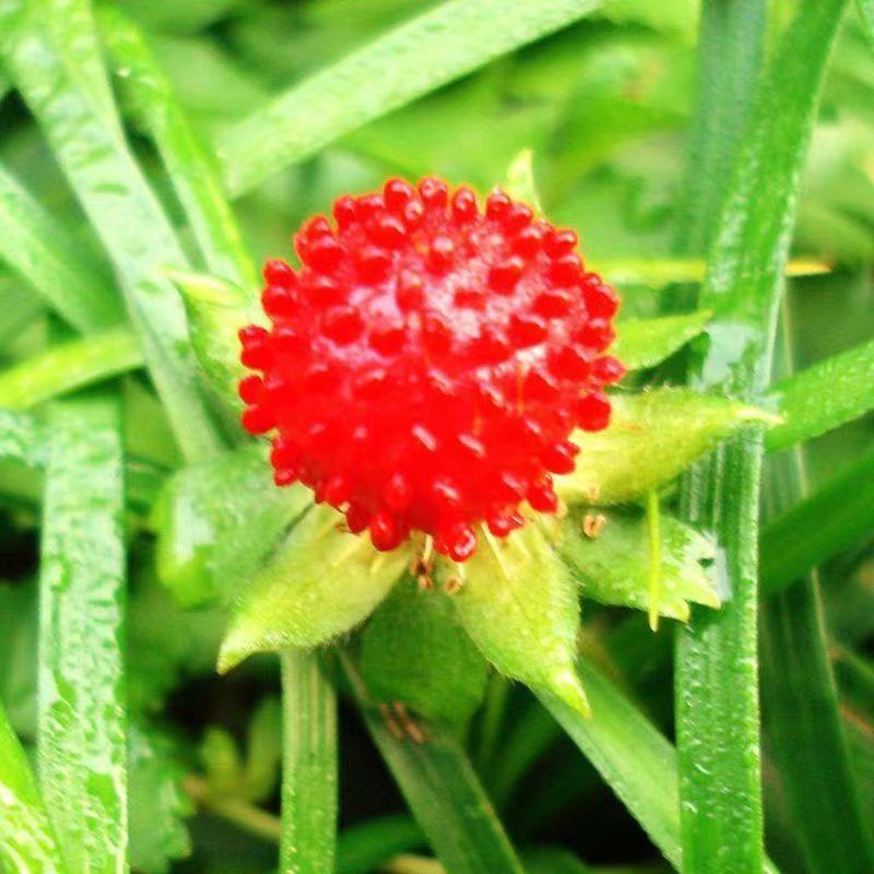 蛇莓种子花卉种子阳台种植春天易种种子水果种子观花观果蛇莓