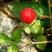 蛇莓种子花卉种子阳台种植春天易种种子水果种子观花观果蛇莓