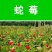 蛇莓种子花卉种子阳台种植春天易种种子水果种子观花观果蛇莓