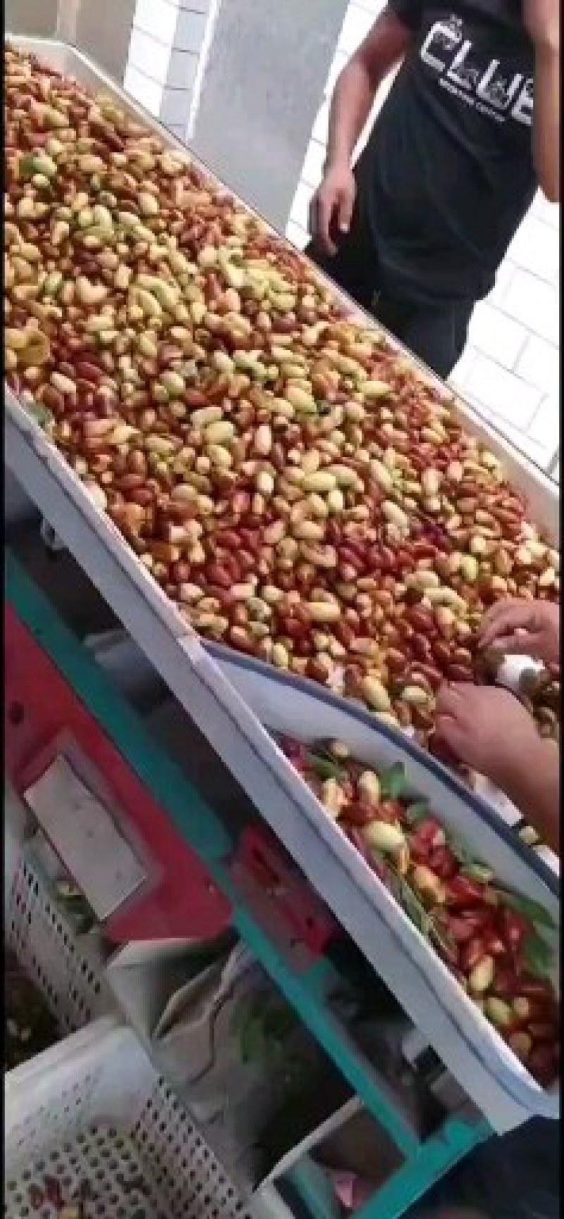 马牙栆，山坡地生涨，产地直发，现摘现发，诚信为本，合作共