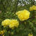 黄刺玫，黄刺梅，红刺玫，庭院绿化重瓣耐寒耐旱工程绿化红刺