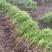 黄刺玫，黄刺梅，红刺玫，庭院绿化重瓣耐寒耐旱工程绿化红刺