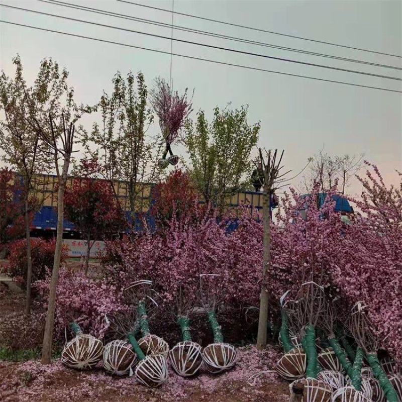 榆叶梅庭院绿化工程用苗4-15公分基地一手货源