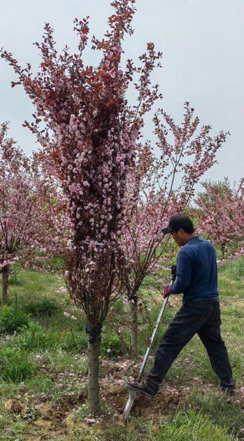 榆叶梅庭院绿化工程用苗4-15公分基地一手货源