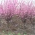 榆叶梅庭院绿化工程用苗4-15公分基地一手货源