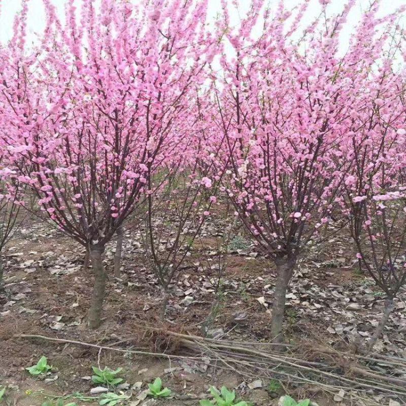 榆叶梅庭院绿化工程用苗4-15公分基地一手货源