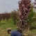 榆叶梅庭院绿化工程用苗4-15公分基地一手货源