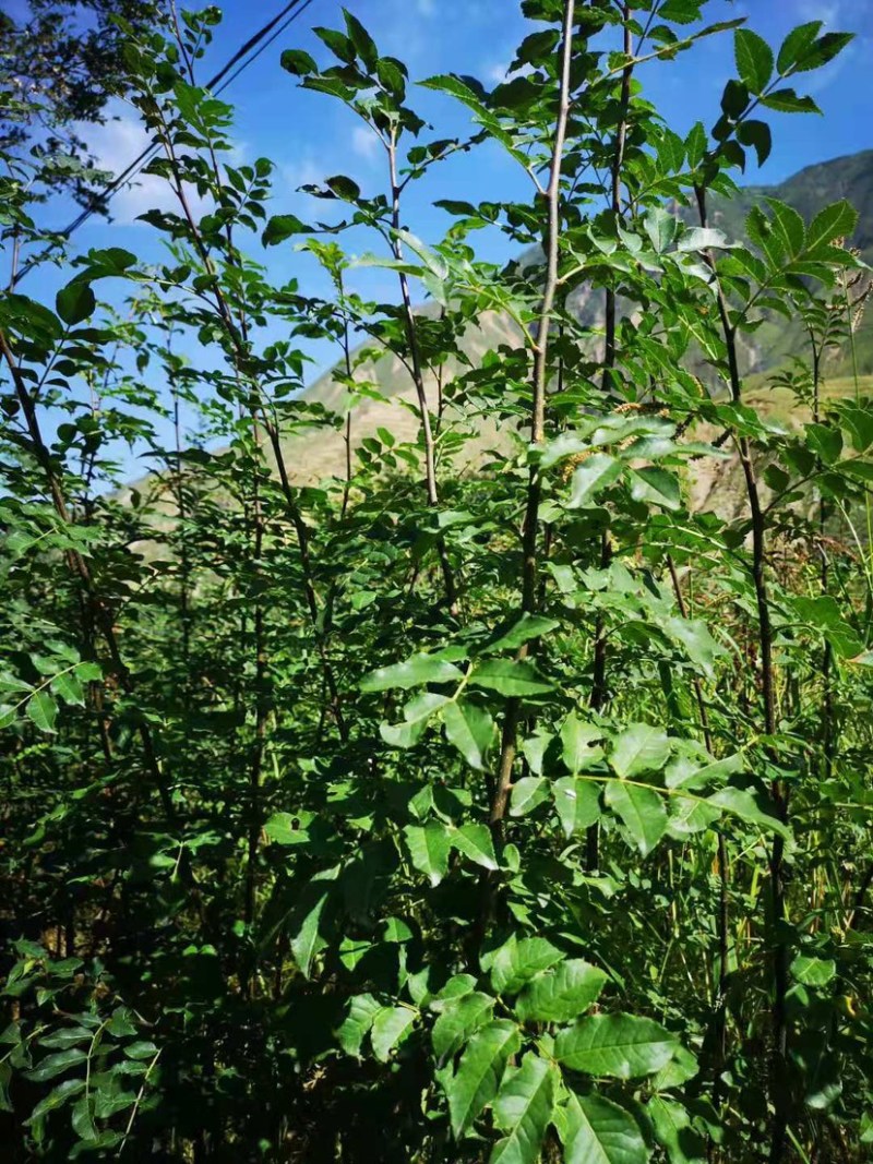 无刺花椒苗