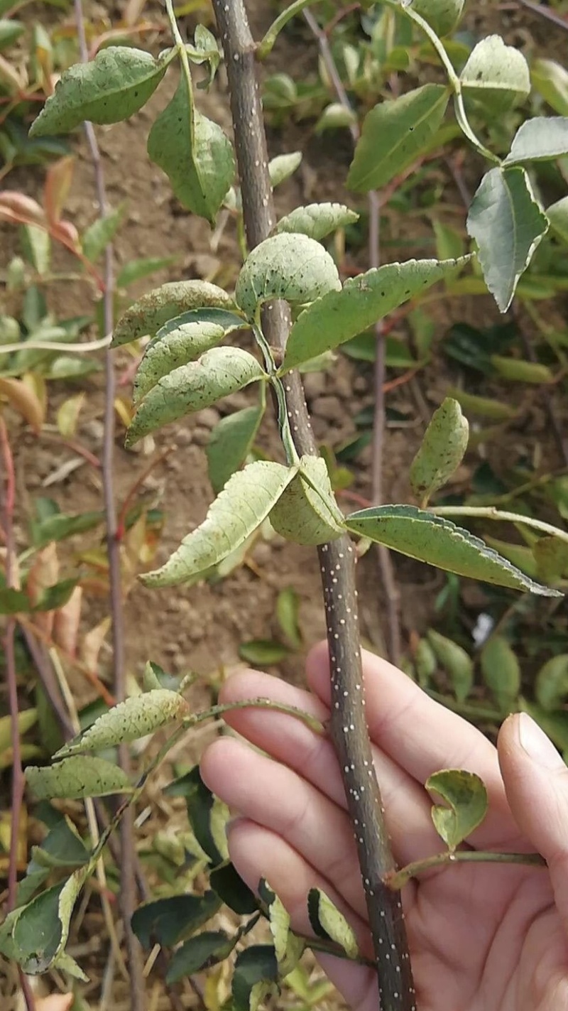 无刺花椒苗