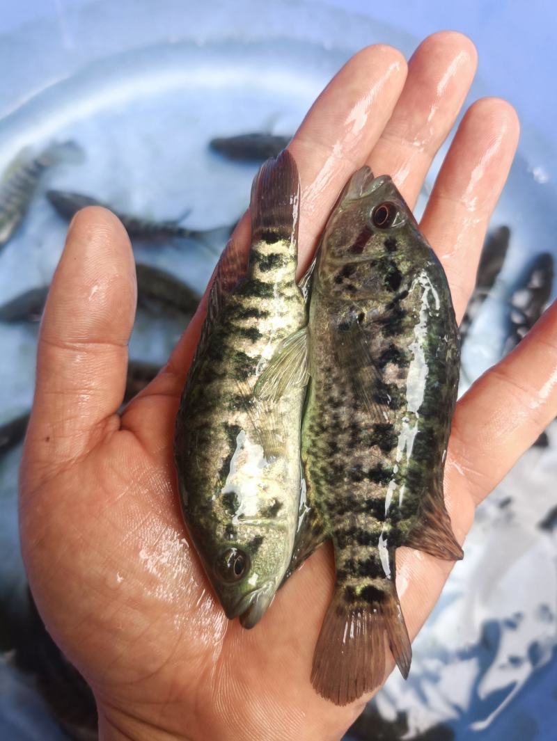 水石斑鱼苗四大家鱼苗花斑鱼苗花老虎鱼苗优质石斑鱼苗