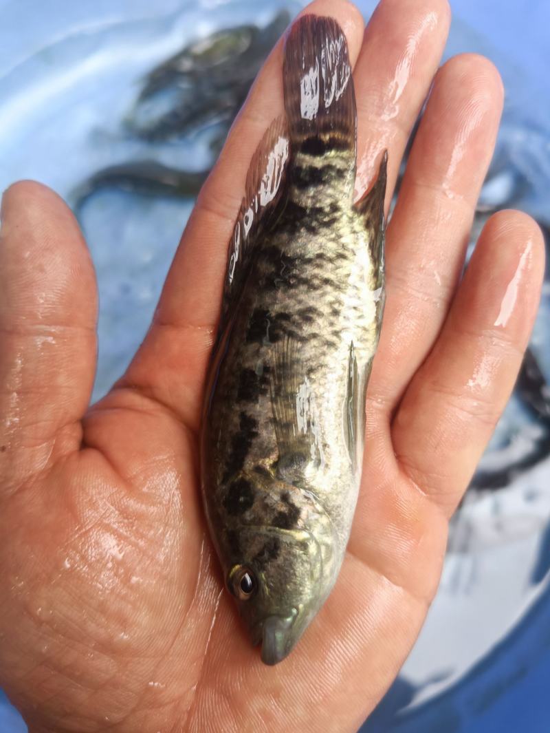 水石斑鱼苗四大家鱼苗花斑鱼苗花老虎鱼苗优质石斑鱼苗