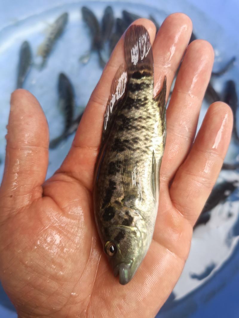 水石斑鱼苗四大家鱼苗花斑鱼苗花老虎鱼苗优质石斑鱼苗
