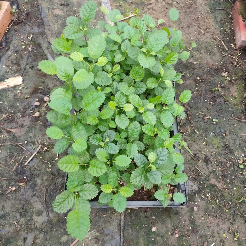 多花黄花风铃木种苗庭院园林绿化观花树种美观好养