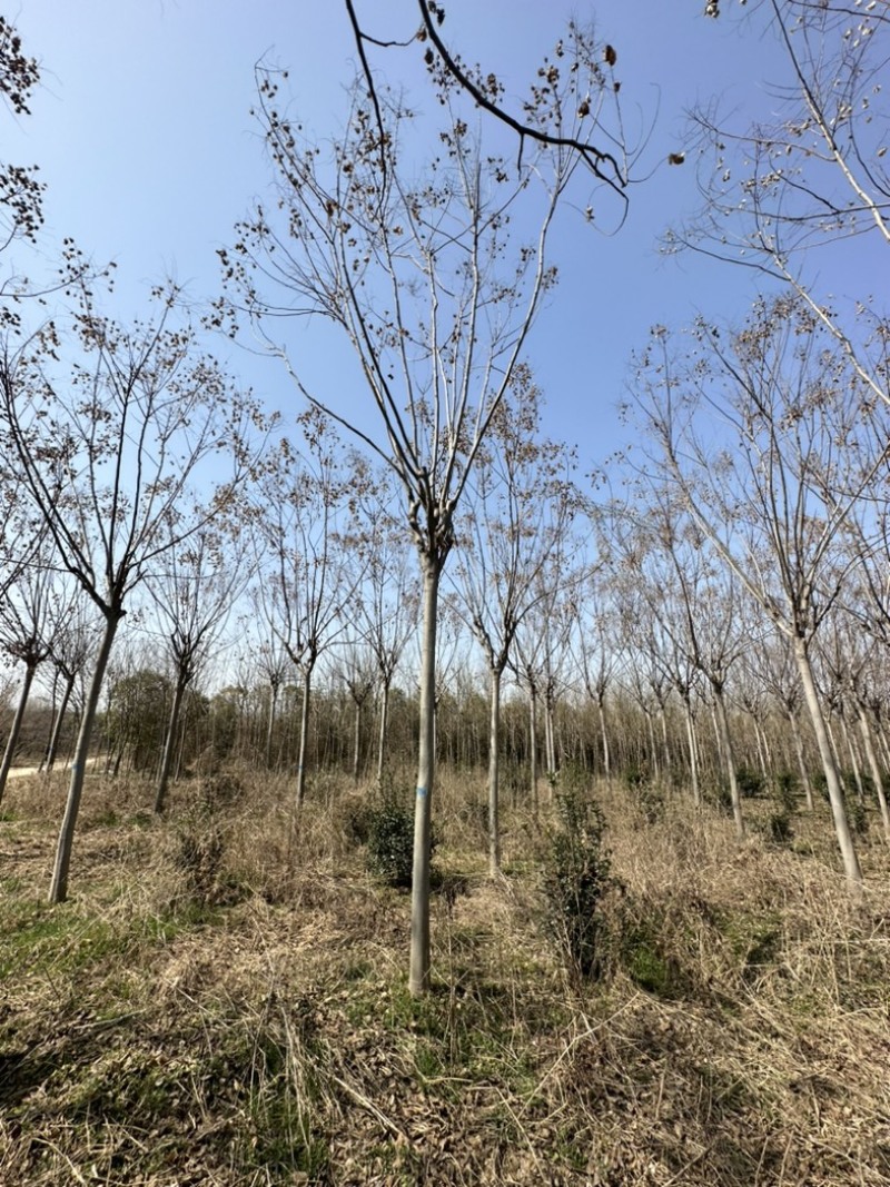 栾树