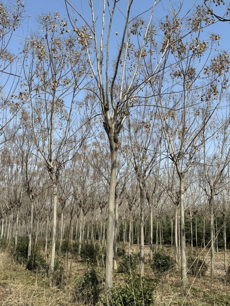 栾树