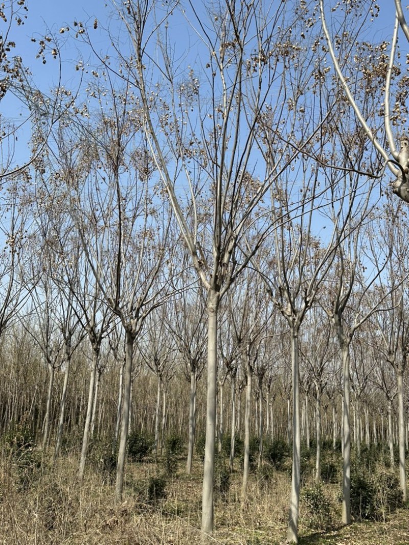 栾树