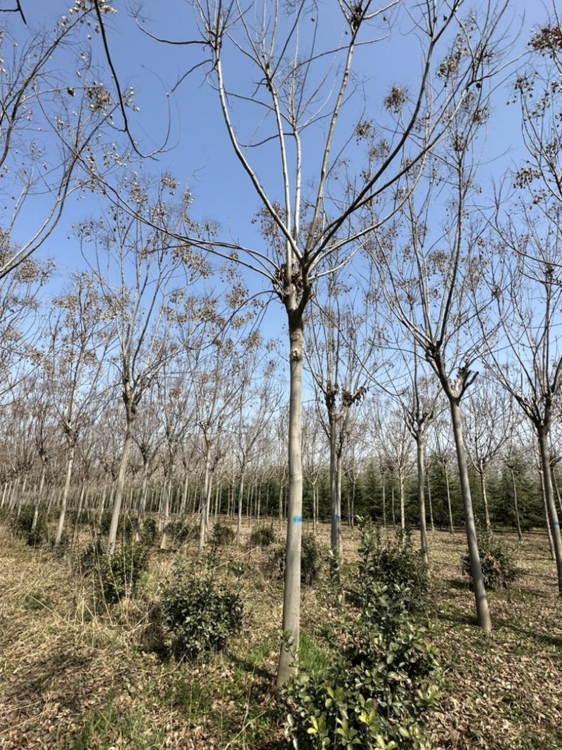 栾树