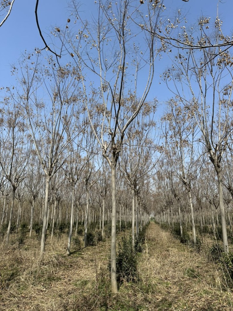 栾树