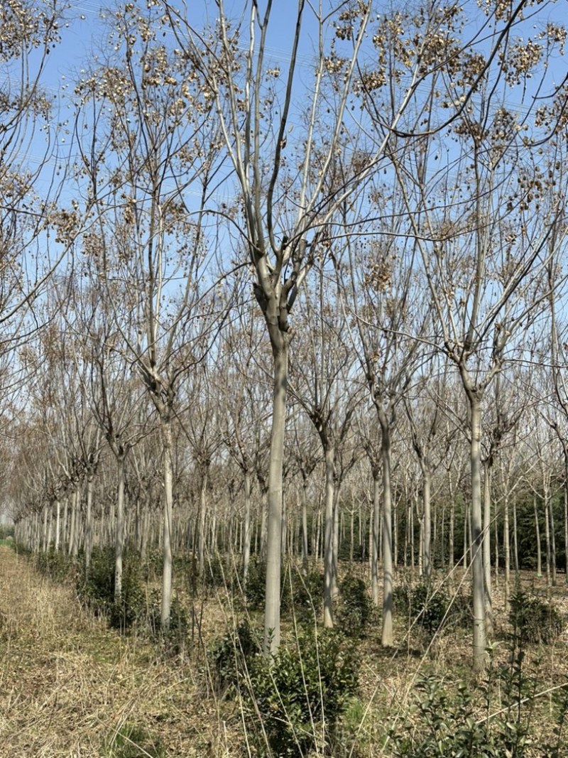 栾树