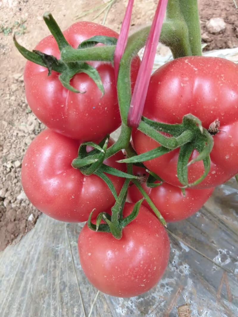 西红柿专用肥悬浮液体肥生根旺苗膨果靓色防裂增产