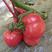 西红柿专用肥悬浮液体肥生根旺苗膨果靓色防裂增产