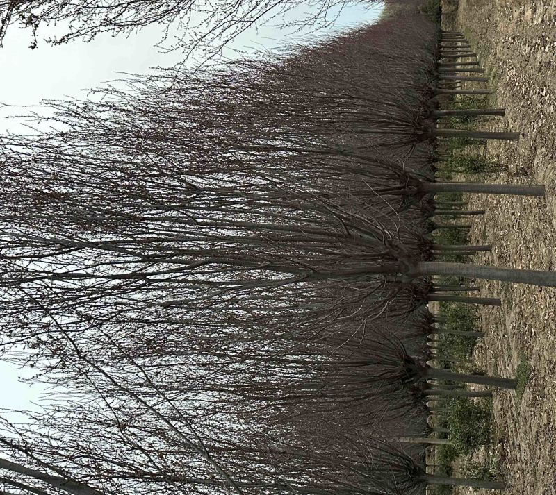 红叶李