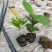 福木种苗台湾菲岛福树观叶盆栽庭院工程绿化树种