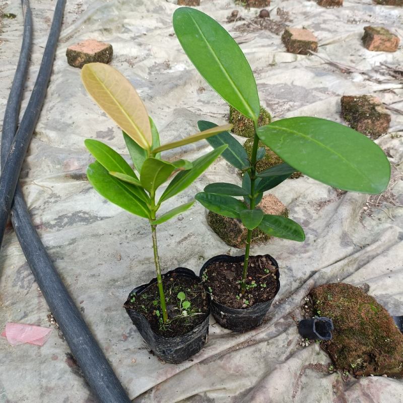 福木种苗台湾菲岛福树观叶盆栽庭院工程绿化树种