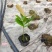 福木种苗台湾菲岛福树观叶盆栽庭院工程绿化树种