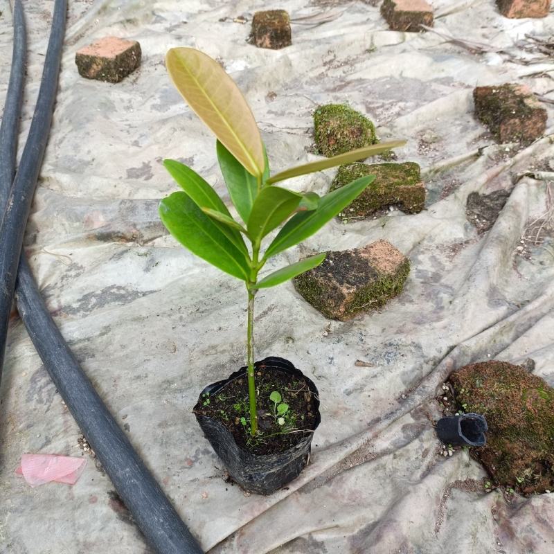 福木种苗台湾菲岛福树观叶盆栽庭院工程绿化树种