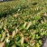 福木种苗台湾菲岛福树观叶盆栽庭院工程绿化树种