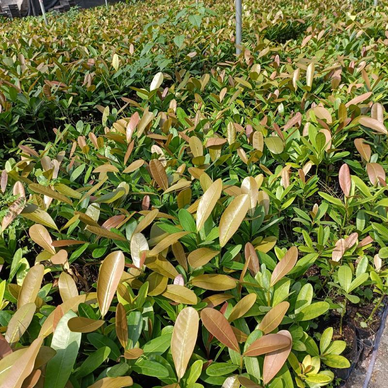 福木种苗台湾菲岛福树观叶盆栽庭院工程绿化树种